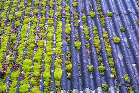 What Is Roof Algae and Why Homeowners Should Care